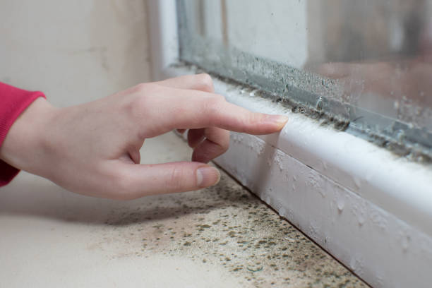 South Toms River, NJ Mold Removal Company